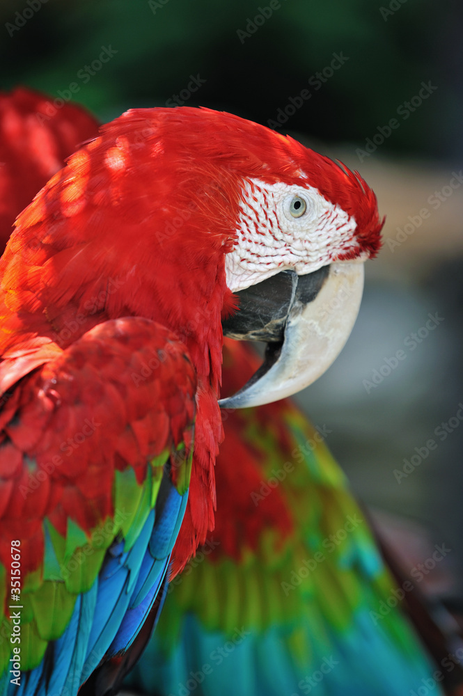Fototapeta premium アカコンゴウインコ
