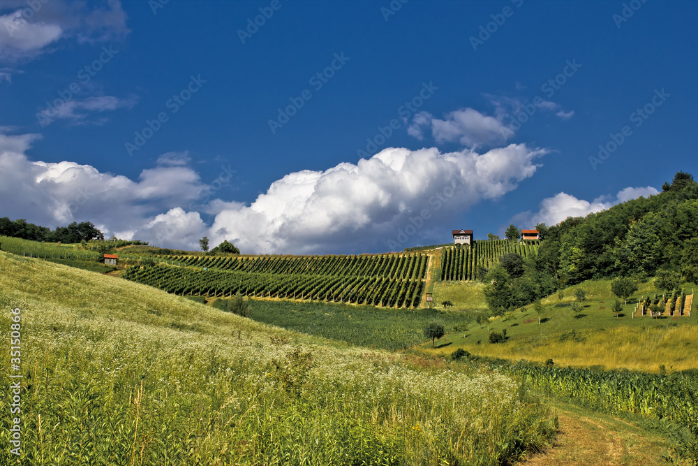 Fototapeta premium Springtime green idyllic hill with vineyard