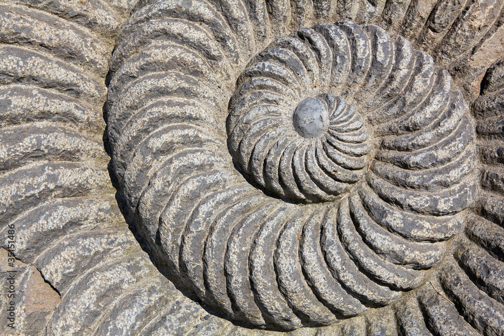 Snail Spiral Snail Spiral