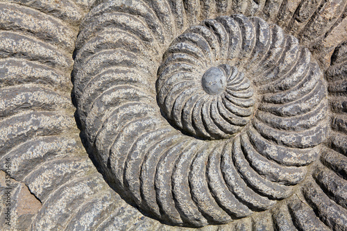 Snail Spiral