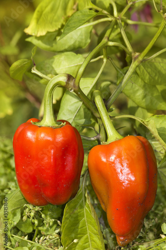 Vegetables  pepper   ripe