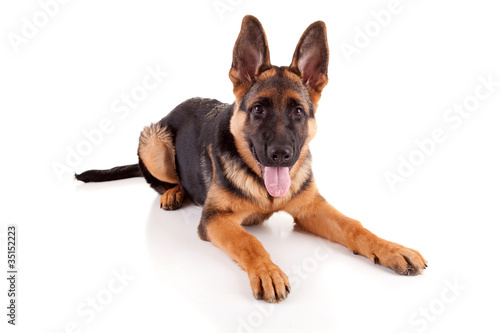 German Shepherd dog