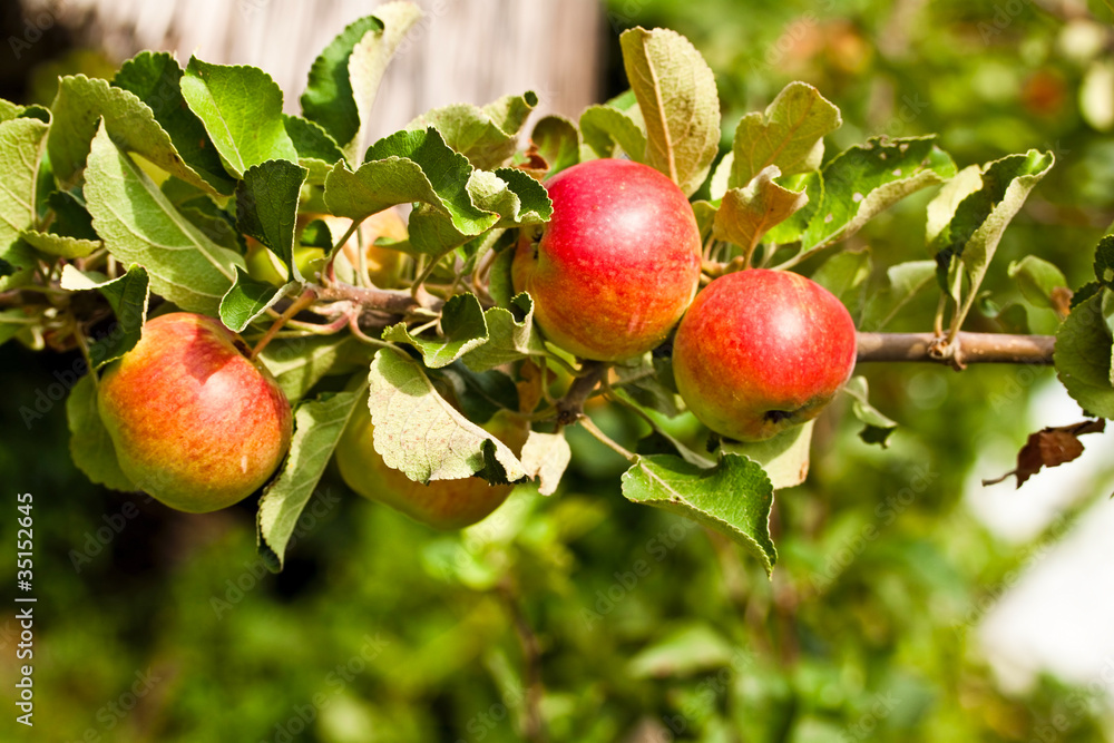 Red apples on apple tree branch