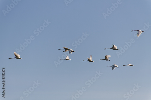 Flying swans.