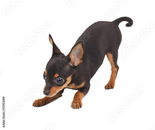 Russian toy terrier on a white background © Andrei Starostin