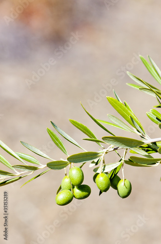 olive tree, Portugal