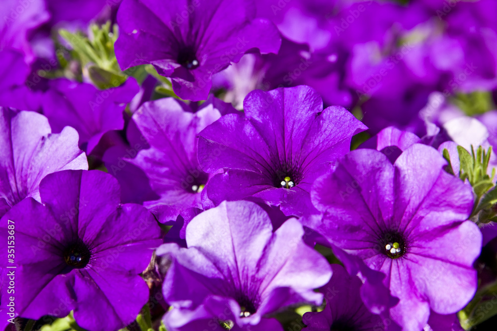 Purple petunia