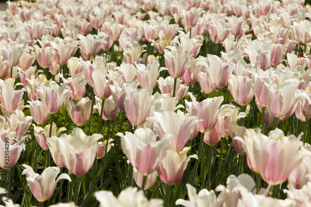 White-pink tulips White-pink tulips