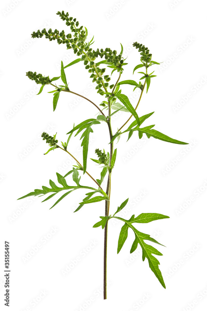 Ragweed plant Stock Photo | Adobe Stock