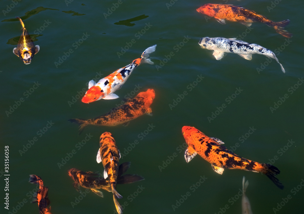 Fototapeta premium Flock of fish (Koi) in the pond.