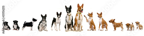 Group of basenji dog and puppies photo