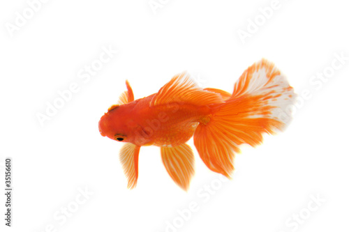 Goldfish isolated on white