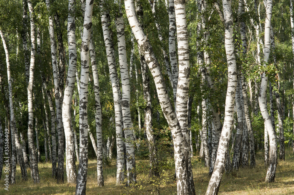 Fototapeta premium A birch grove