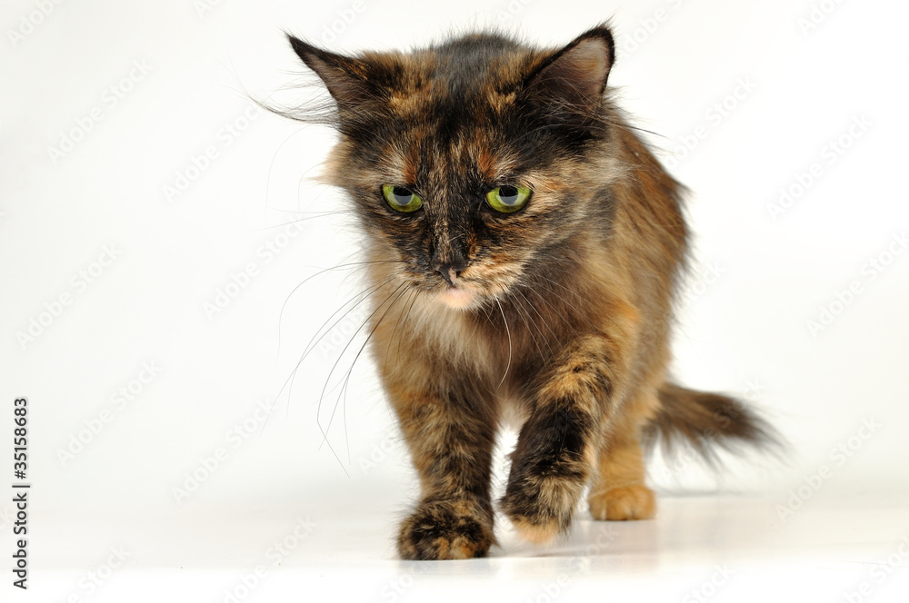 Fototapeta premium cat walking