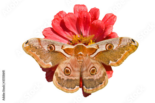 Butterfly (Saturnidae) on flower 5 photo