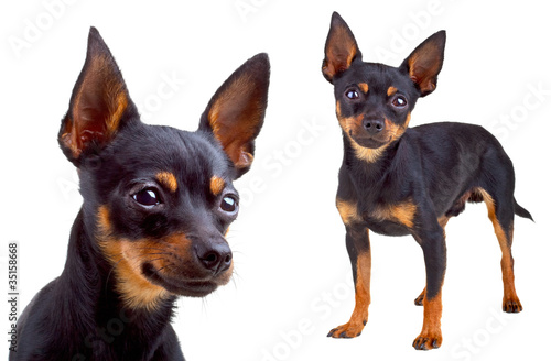 Russian toy terrier. Isolated on a white background photo
