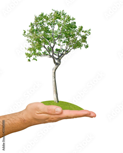birch tree in hand