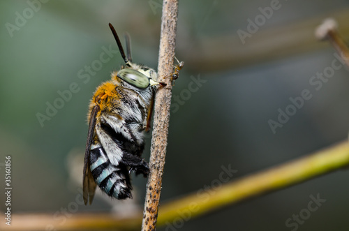Amegilla zonata in green nature