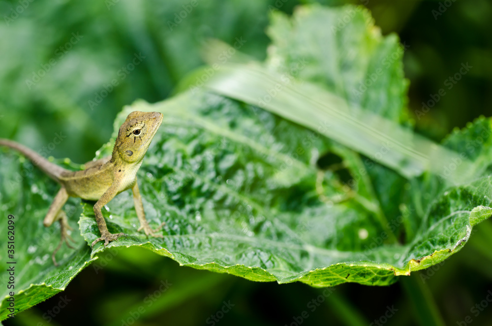 Lizard in green nature