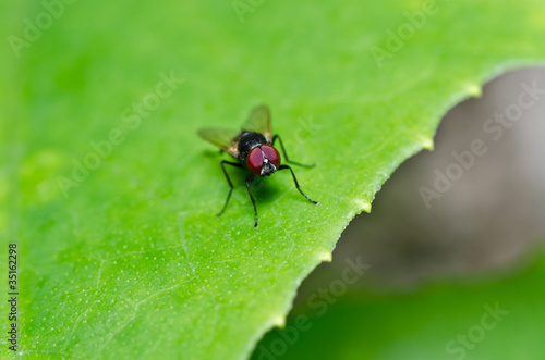 fly in green nature