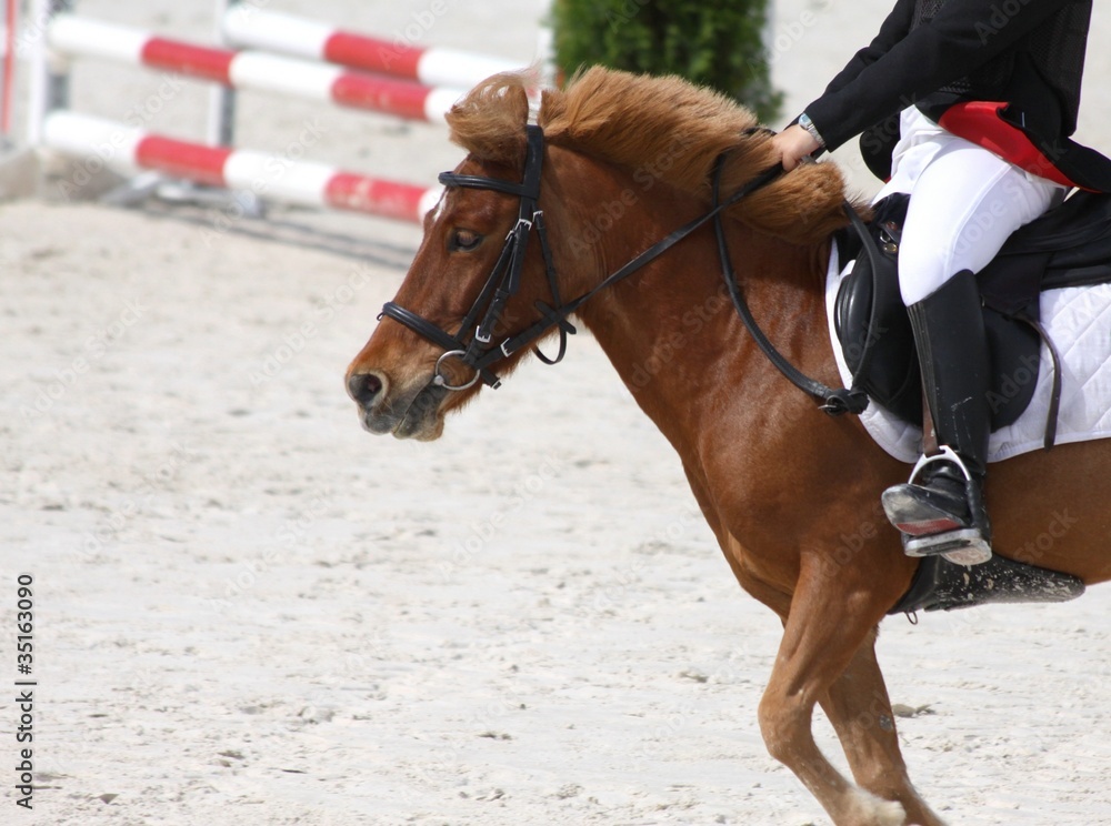 Obraz premium Hipica