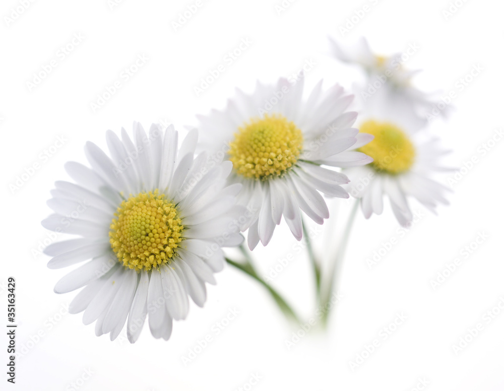 Fototapeta premium daisies