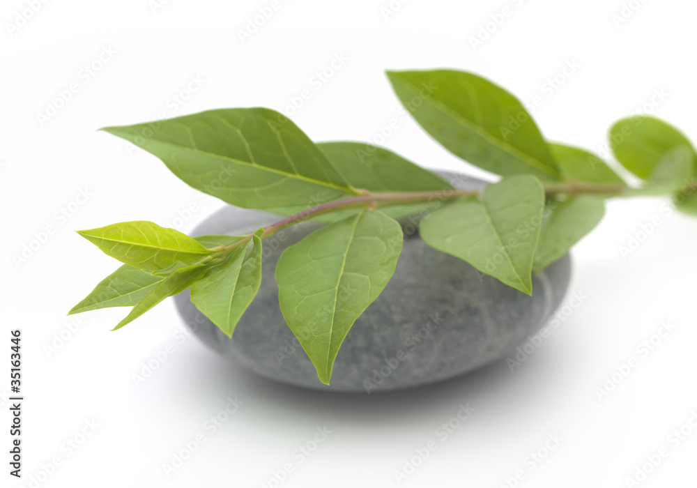 stone and leaves stone and leaves