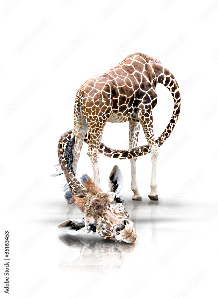 Fototapeta premium Giraffe mit langen Hals