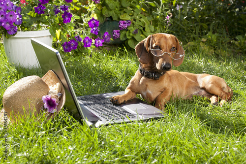 Fototapeta Naklejka Na Ścianę i Meble -  laptop computer and clever dog  dachshund in glasses