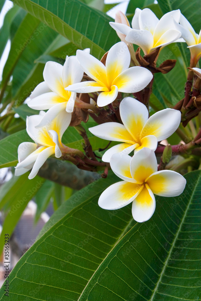 Frangipani flower bouquet on branches of the tree