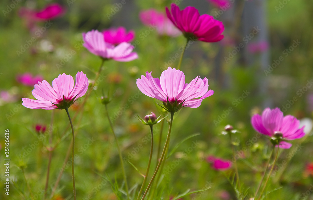 cosmos cosmos