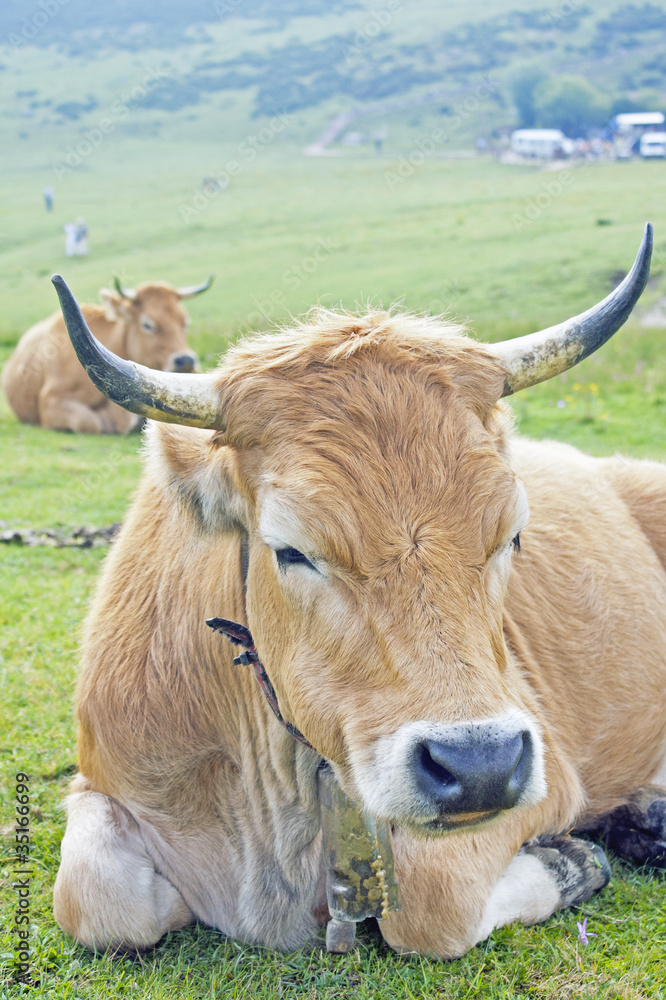 Vaca lechera 2 Vaca lechera 2