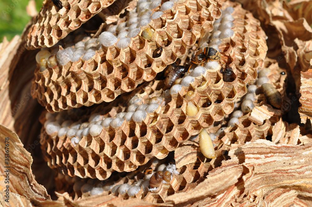 Obraz premium intérieur alvéoles nid de felons danger