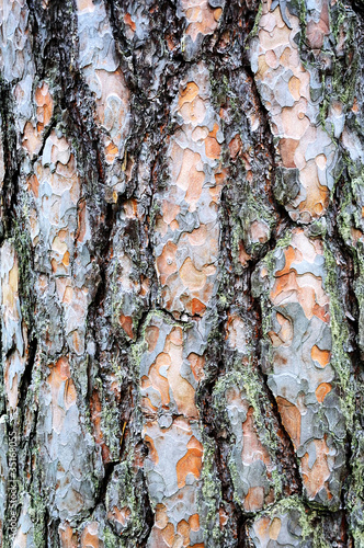 texture of a bark of a tree