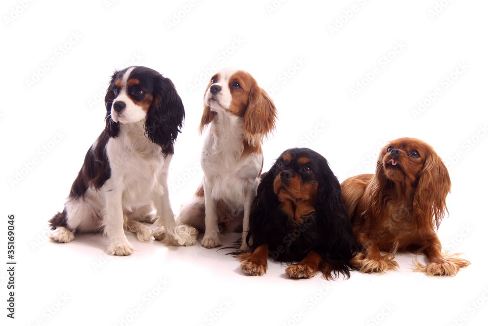 vier Hunde Cavalier Familie Stock Photo | Adobe Stock