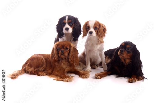 vier Hunde Cavalier King Charles Spaniel