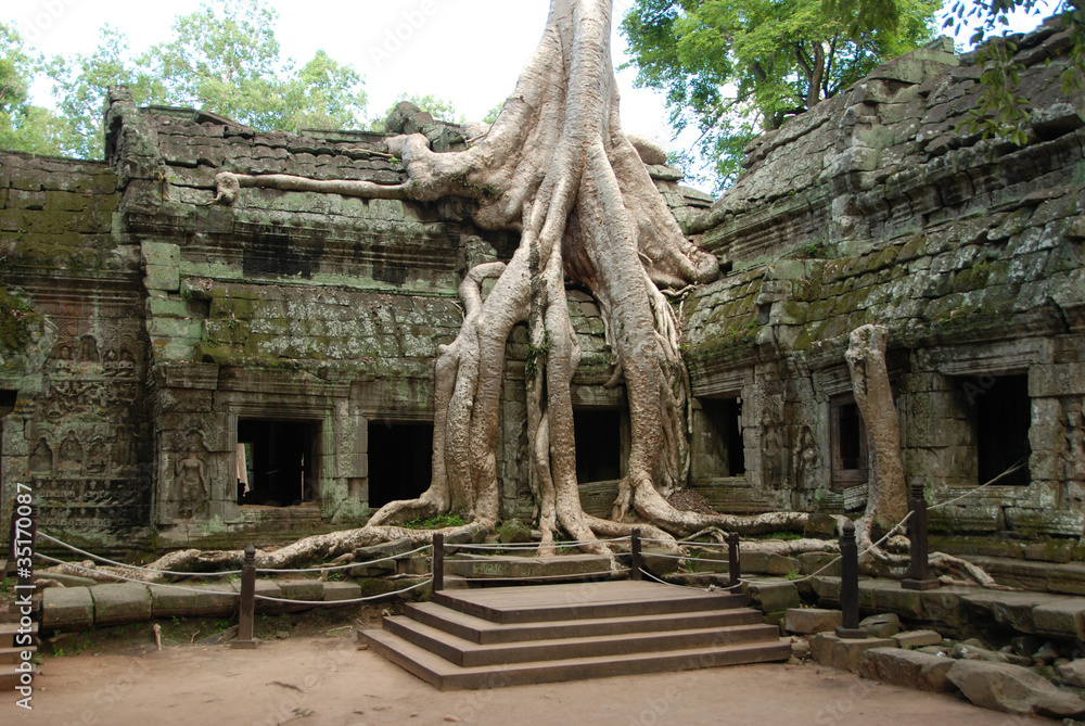 eingewachsene Wurzel im Angkor Tempel in Kambodscha