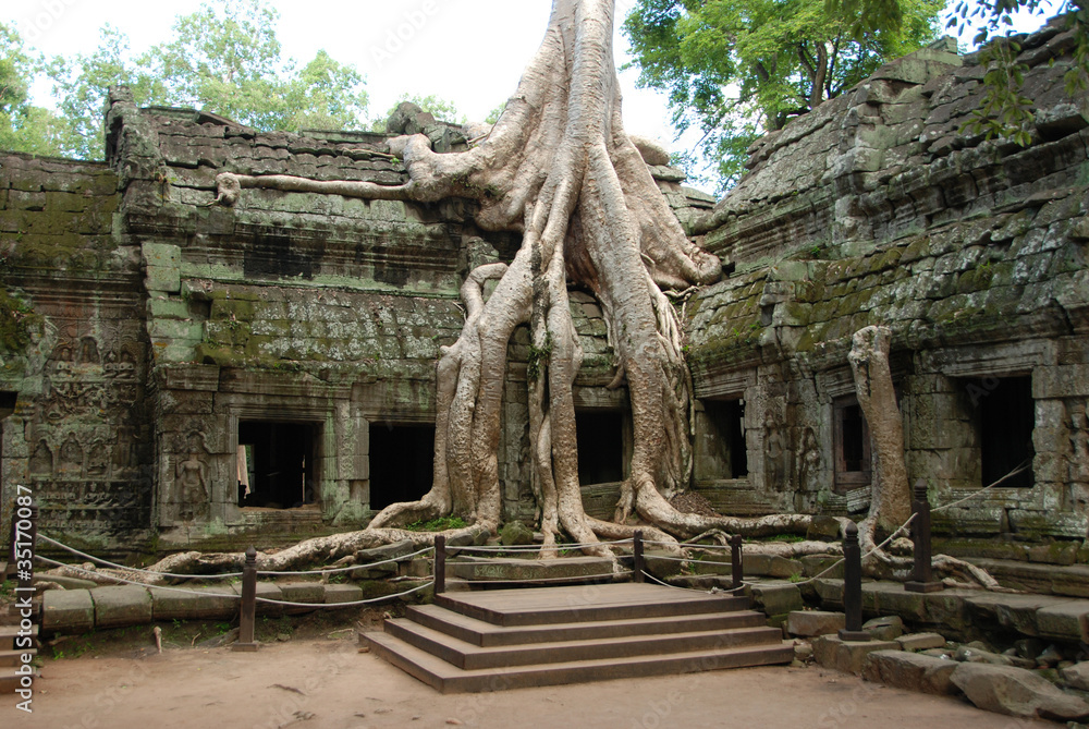 eingewachsene Wurzel im Angkor Tempel in Kambodscha eingewachsene Wurzel im Angkor Tempel in Kambodscha