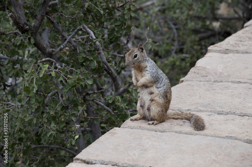 Squirrel in Grand Canyon Arizona USA