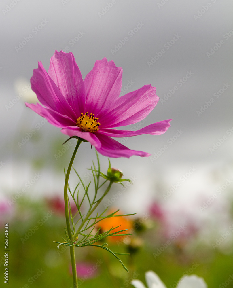 cosmos cosmos