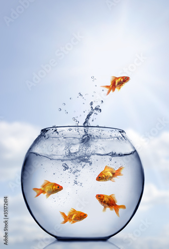 goldfish jumping out of the water © Mikael Damkier