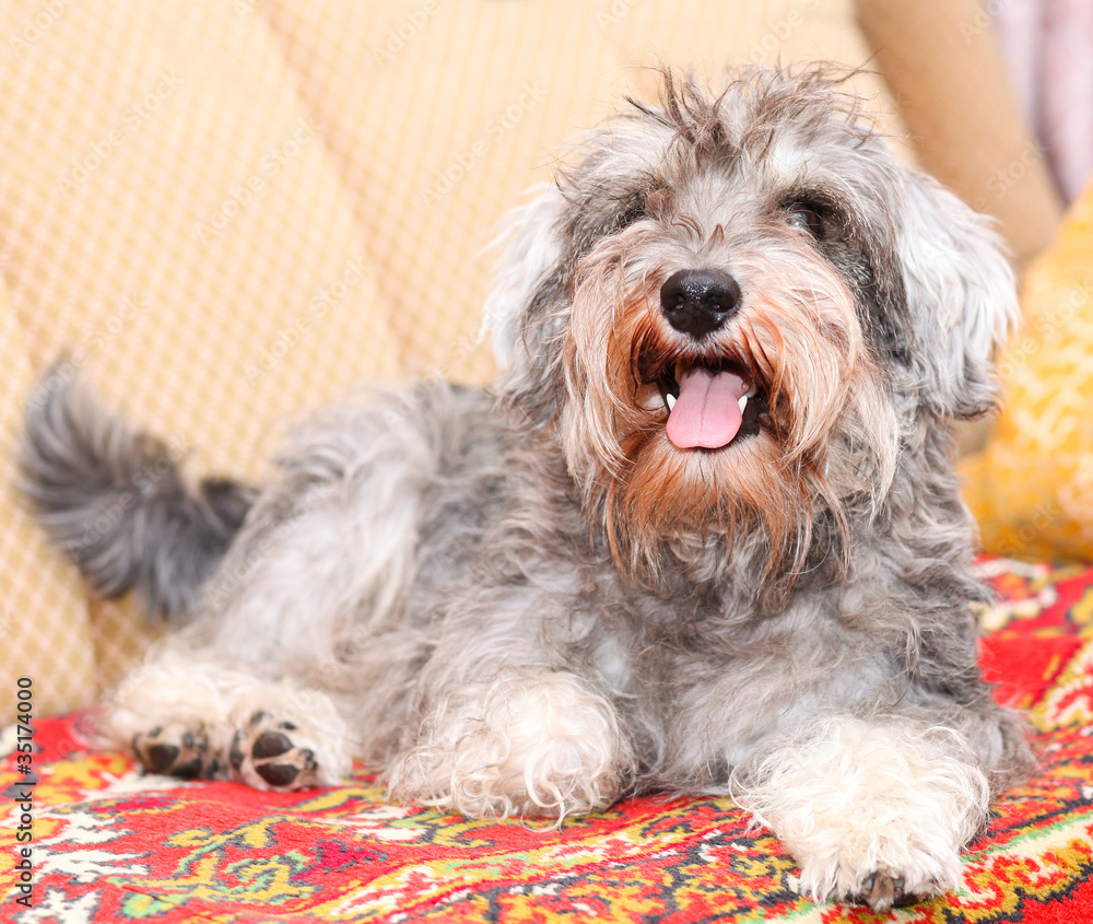 Funny active mini schnauzer isolated over colorful red carpet Funny active mini schnauzer isolated over colorful red carpet