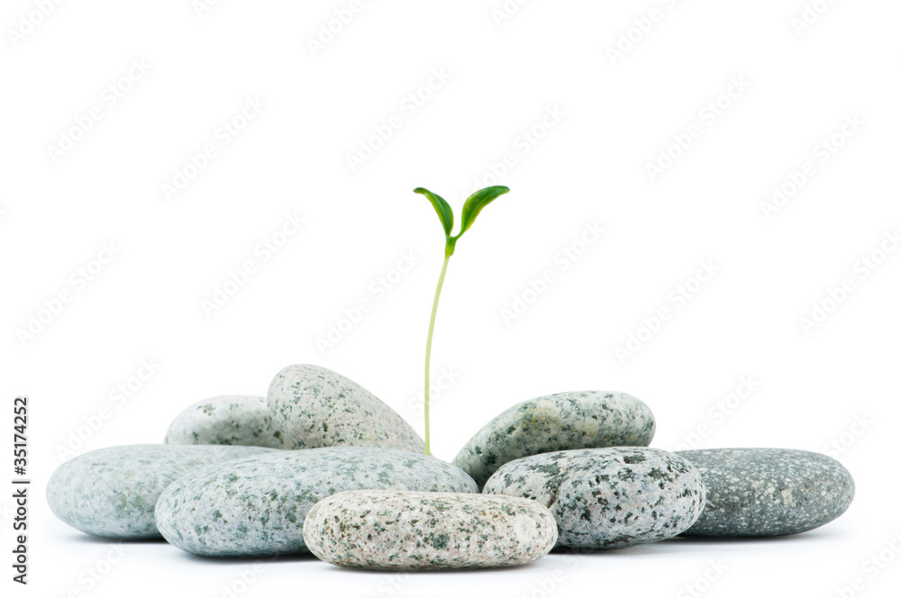 Fototapeta premium Pebbles and seedlings - alternative medicine concept
