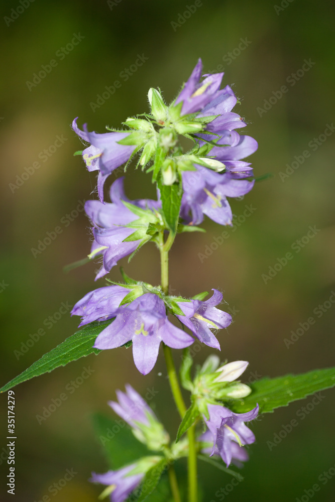 Obraz premium violet purple flower