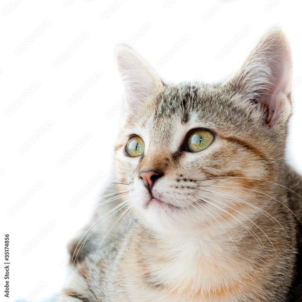 Obraz premium gata comum tigrada