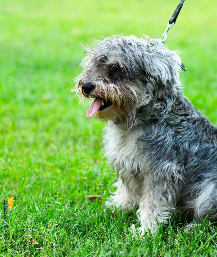Funny active mini schnauzer in nature