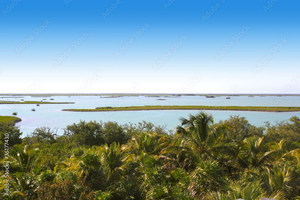 jungle mangrove lagoon palm tree jungle