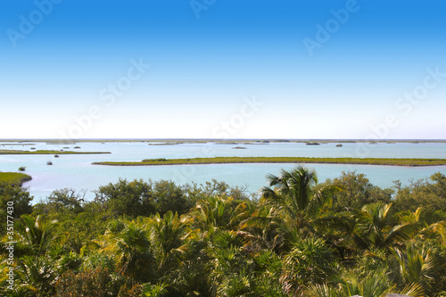 jungle mangrove lagoon palm tree jungle