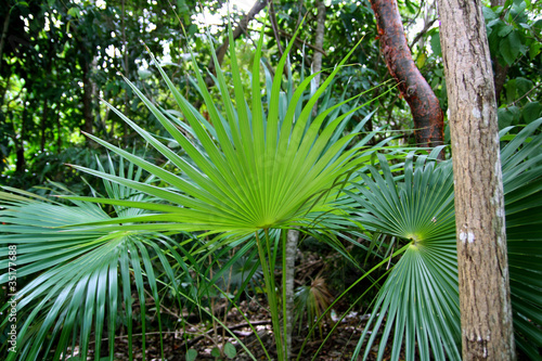 chit palm tree in jungle rainforest in Mayan Riviera photo