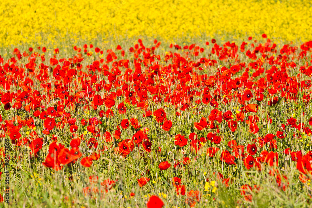 blooming poppy flowers with yellow rape